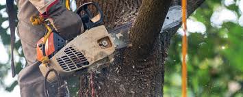 Reliable Jerseyville, IL Tree Services Solutions