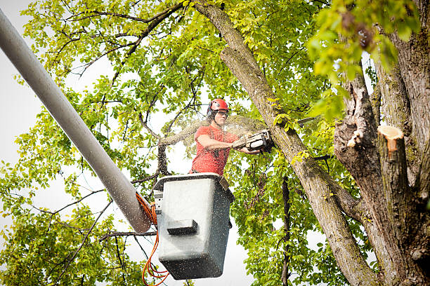 Best Arborist Consultation Services  in Jerseyvle, IL